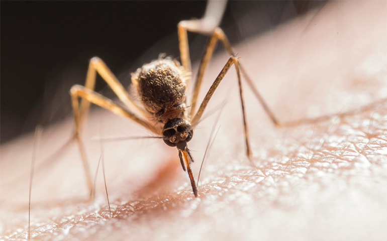 Protecting Your Home and Health from Mosquito-Borne Diseases